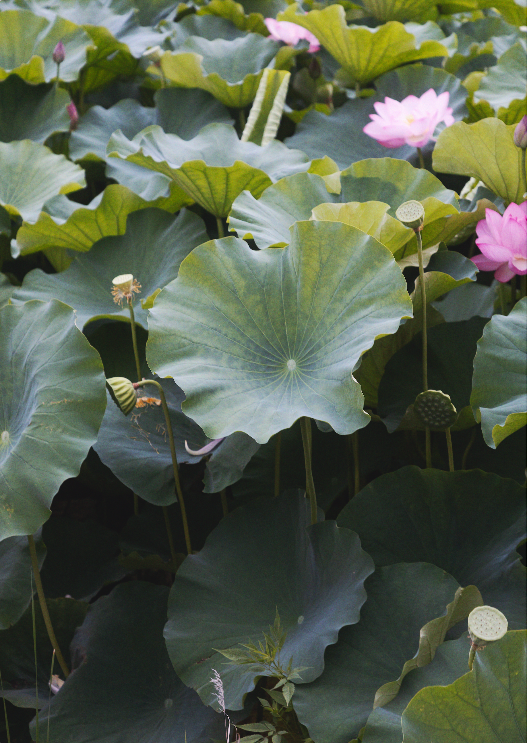 Postcard (Mike Chaney)